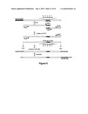 IDENTIFICATION AND CHARACTERIZATION OF RACEMASES, DEFINITION OF PROTEIN SIGNATURES, AND A TEST FOR DETECTING D-AMINO ACID AND FOR SCREENING MOLECULES CAPABLE OF INHIBITING THE ACTIVITY OF RACEMASE, ESPECIALLY PROLINE RACEMASE diagram and image