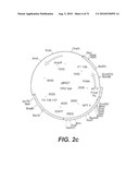 INTERGENIC REGIONS AS NOVEL SITES FOR INSERTION OF HIV DNA SEQUENCES IN THE GENOME OF MODIFIED VACCINIA VIRUS ANKARA diagram and image