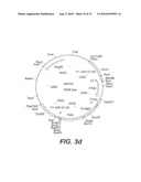 INTERGENIC REGIONS AS NOVEL SITES FOR INSERTION OF HIV DNA SEQUENCES IN THE GENOME OF MODIFIED VACCINIA VIRUS ANKARA diagram and image