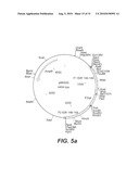 INTERGENIC REGIONS AS NOVEL SITES FOR INSERTION OF HIV DNA SEQUENCES IN THE GENOME OF MODIFIED VACCINIA VIRUS ANKARA diagram and image