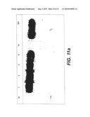 INTERGENIC REGIONS AS NOVEL SITES FOR INSERTION OF HIV DNA SEQUENCES IN THE GENOME OF MODIFIED VACCINIA VIRUS ANKARA diagram and image