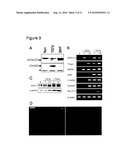 PROVISION OF NEW CARDIOMYOCYTE PROGENITOR CELLS AND CARDIOMYOCYTES DERIVED THEREFROM diagram and image