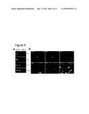 PROVISION OF NEW CARDIOMYOCYTE PROGENITOR CELLS AND CARDIOMYOCYTES DERIVED THEREFROM diagram and image