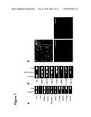 PROVISION OF NEW CARDIOMYOCYTE PROGENITOR CELLS AND CARDIOMYOCYTES DERIVED THEREFROM diagram and image