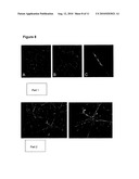 PROVISION OF NEW CARDIOMYOCYTE PROGENITOR CELLS AND CARDIOMYOCYTES DERIVED THEREFROM diagram and image