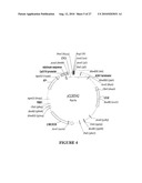 METHOD FOR ENHANCING THE CLEAVAGE ACTIVITY OF I-CREI DERIVED MEGANUCLEASES diagram and image