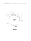 METHOD FOR ENHANCING THE CLEAVAGE ACTIVITY OF I-CREI DERIVED MEGANUCLEASES diagram and image