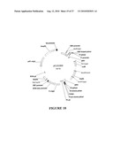 METHOD FOR ENHANCING THE CLEAVAGE ACTIVITY OF I-CREI DERIVED MEGANUCLEASES diagram and image