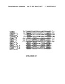 METHOD FOR ENHANCING THE CLEAVAGE ACTIVITY OF I-CREI DERIVED MEGANUCLEASES diagram and image