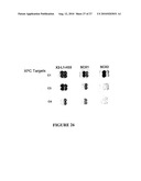 METHOD FOR ENHANCING THE CLEAVAGE ACTIVITY OF I-CREI DERIVED MEGANUCLEASES diagram and image