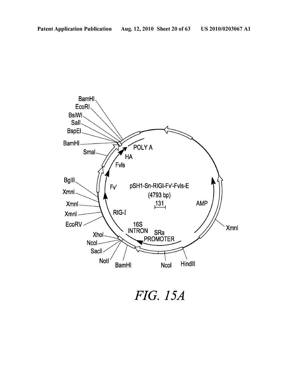 METHODS AND COMPOSITIONS FOR GENERATING AN IMMUNE RESPONSE BY INDUCING CD40 AND PATTERN RECOGNITION RECEPTOR ADAPTERS - diagram, schematic, and image 21