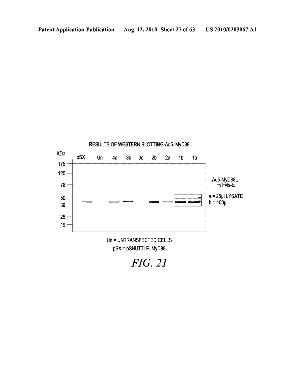 METHODS AND COMPOSITIONS FOR GENERATING AN IMMUNE RESPONSE BY INDUCING CD40 AND PATTERN RECOGNITION RECEPTOR ADAPTERS - diagram, schematic, and image 28