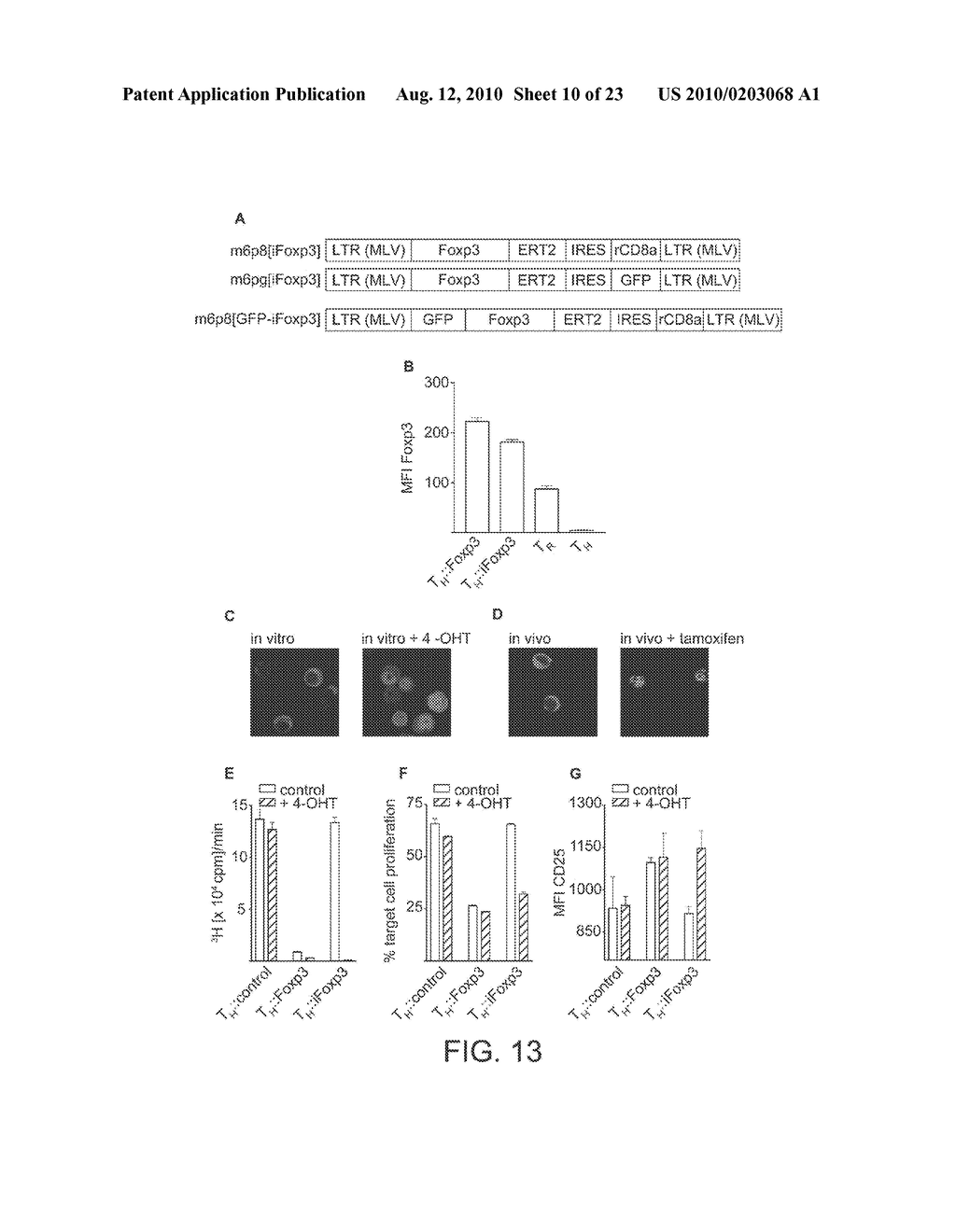 METHODS OF SWITCHING THE PHENOTYPE OF T CELLS BY TRANSGENIC LINEAGE FACTOR FOXP3 - diagram, schematic, and image 11