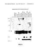 COMPOSITIONS AND METHODS FOR TREATING INTRACELLULAR DISEASES diagram and image