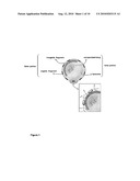 ORGANIC-INORGANIC HYBRID MATERIAL FOR THE STORAGE AND RELEASE OF ACTIVE PRINCIPLES diagram and image