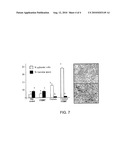 Nanoparticles for Cytoplasmic Drug Delivery to Cancer Cells diagram and image