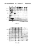 POLYMERIZED CONJUGATES FOR BIOLOGICAL APPLICATIONS diagram and image