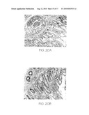 POLYMERIZED CONJUGATES FOR BIOLOGICAL APPLICATIONS diagram and image