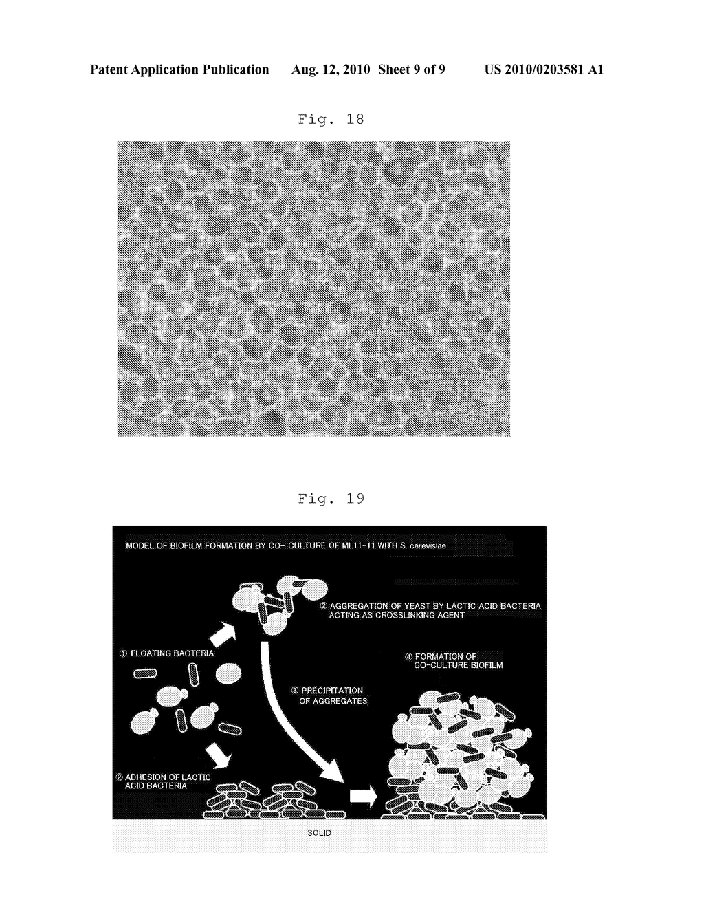 METHOD FOR PRODUCING BIOFILM - diagram, schematic, and image 10