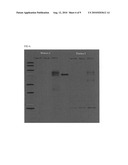 SPECIFIC PEPTIDE BINDING TO GLYPICAN-3 diagram and image