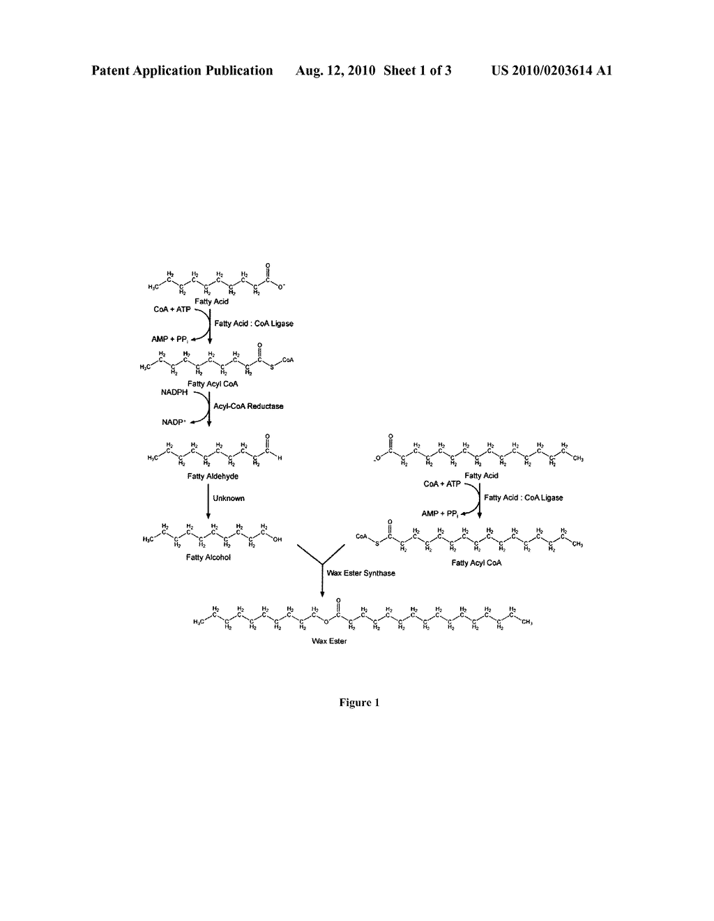 FATTY ALDEHYDE REDUCTASE - diagram, schematic, and image 02