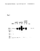 LONG-TERM IN VIVO TRANSGENE EXPRESSION diagram and image