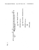 Novel modified galectin 9 proteins and use thereof diagram and image