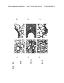 Novel modified galectin 9 proteins and use thereof diagram and image