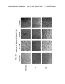 Novel modified galectin 9 proteins and use thereof diagram and image