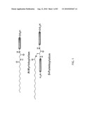 Chemical Reporters of Protein Acylation diagram and image