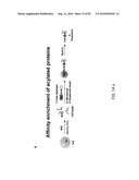 Chemical Reporters of Protein Acylation diagram and image