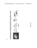 Chemical Reporters of Protein Acylation diagram and image