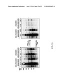 Chemical Reporters of Protein Acylation diagram and image