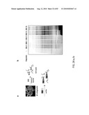 Chemical Reporters of Protein Acylation diagram and image