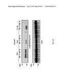 Chemical Reporters of Protein Acylation diagram and image