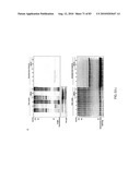 Chemical Reporters of Protein Acylation diagram and image