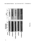 Chemical Reporters of Protein Acylation diagram and image