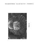 METHODS OF FABRICATING NANOSTRUCTURED ZnO ELECTRODES FOR EFFICIENT DYE SENSITIZED SOLAR CELLS diagram and image