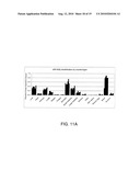 FUSION PROTEINS CONTAINING TWO TGF-BETA BINDING DOMAINS OF TGF-BETA TYPE II RECEPTOR diagram and image