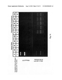 Reducible polymers for nonviral gene delivery diagram and image