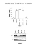 METHODS AND COMPOSITIONS FOR TREATING CANCER diagram and image