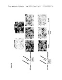 METHODS OF TREATING DERMATOLOGICAL DISORDERS OR CONDITIONS diagram and image