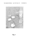 USE OF ANITMICROBIAL PROTEINS AND PEPTIDES FOR THE TREATMENT OF OTITIS MEDIA AND PARANASAL SINUSITIS diagram and image