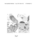 USE OF ANITMICROBIAL PROTEINS AND PEPTIDES FOR THE TREATMENT OF OTITIS MEDIA AND PARANASAL SINUSITIS diagram and image