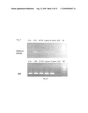 USE OF ANITMICROBIAL PROTEINS AND PEPTIDES FOR THE TREATMENT OF OTITIS MEDIA AND PARANASAL SINUSITIS diagram and image