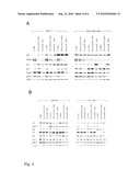 NATURAL BRASSINOSTEROIDS FOR USE FOR TREATING HYPERPROLIFERATION, TREATING PROLIFERATIVE DISEASES AND REDUCING ADVERSE EFFECTS OF STEROID DYSFUNCTION IN MAMMALS, PHARMACEUTICAL COMPOSITION AND ITS USE diagram and image