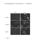 NATURAL BRASSINOSTEROIDS FOR USE FOR TREATING HYPERPROLIFERATION, TREATING PROLIFERATIVE DISEASES AND REDUCING ADVERSE EFFECTS OF STEROID DYSFUNCTION IN MAMMALS, PHARMACEUTICAL COMPOSITION AND ITS USE diagram and image