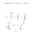 Bimolecular Constructs diagram and image