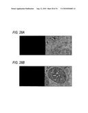 THERAPEUTIC HYBRID IMPLANTABLE DEVICES diagram and image