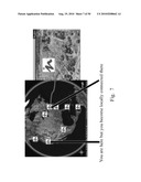 Systems and Methods for Creating, Managing and Communicating Users and Applications on Spontaneous Area Networks diagram and image